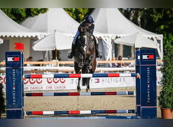 Belgian Warmblood, Mare, 10 years, 16.2 hh, Bay-Dark
