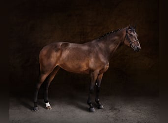 Belgian Warmblood, Mare, 10 years, 16,2 hh, Brown