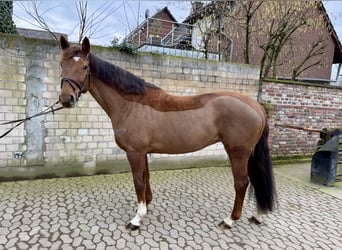 Belgian Warmblood, Mare, 10 years, 16,3 hh, Chestnut-Red