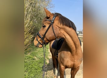 Belgian Warmblood, Mare, 10 years, 16,3 hh, Chestnut-Red