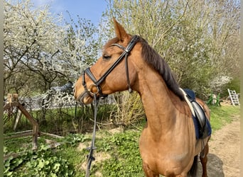 Belgian Warmblood, Mare, 10 years, 16,3 hh, Chestnut-Red