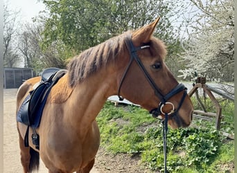 Belgian Warmblood, Mare, 10 years, 16,3 hh, Chestnut-Red