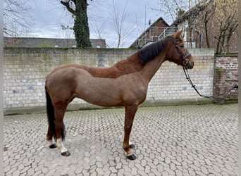 Belgian Warmblood, Mare, 10 years, 16,3 hh, Chestnut-Red