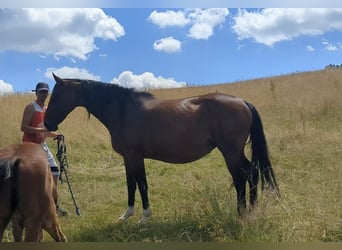 Belgian Warmblood, Mare, 10 years, 16 hh, Brown