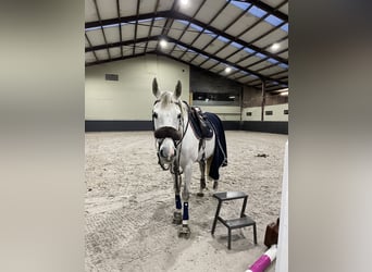 Belgian Warmblood, Mare, 10 years, 16 hh, White
