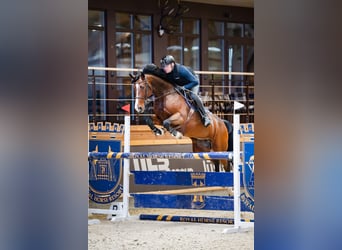 Belgian Warmblood, Mare, 10 years, 16,1 hh, Bay