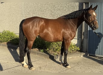 Belgian Warmblood, Mare, 10 years, 16,1 hh, Brown