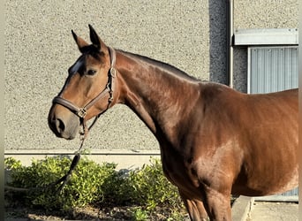 Belgian Warmblood, Mare, 10 years, 16,1 hh, Brown