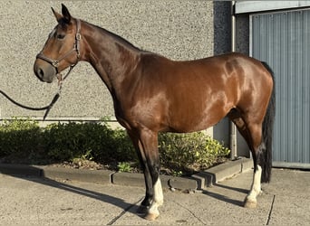 Belgian Warmblood, Mare, 10 years, 16,1 hh, Brown