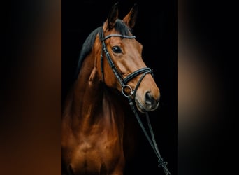 Belgian Warmblood, Mare, 10 years, 17 hh, Brown