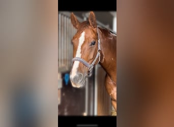 Belgian Warmblood, Mare, 10 years, Chestnut-Red