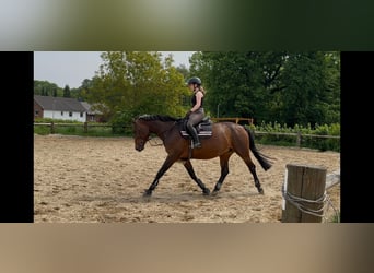 Belgian Warmblood, Mare, 11 years, 15.3 hh, Brown