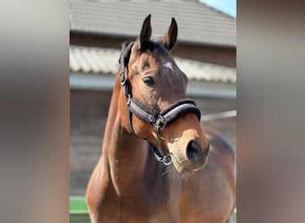 Belgian Warmblood, Mare, 11 years, 15.3 hh, Brown