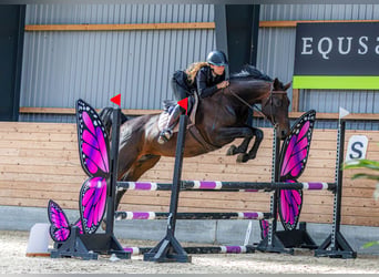 Belgian Warmblood, Mare, 11 years, 16.1 hh