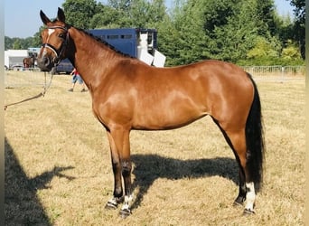 Belgian Warmblood, Mare, 11 years, 16.1 hh, Brown