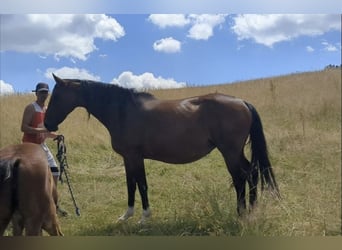 Belgian Warmblood, Mare, 11 years, 16.1 hh, Brown
