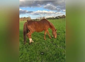 Belgian Warmblood, Mare, 11 years, 16,1 hh, Chestnut-Red