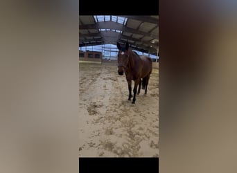 Belgian Warmblood, Mare, 11 years, 16,2 hh, Brown