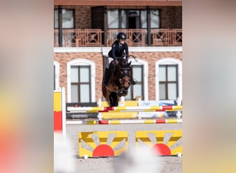 Belgian Warmblood, Mare, 11 years, 16 hh, Bay