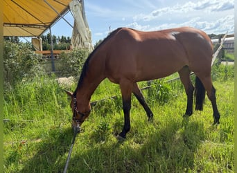 Belgian Warmblood, Mare, 11 years, 16,2 hh, Brown-Light