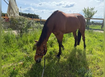 Belgian Warmblood, Mare, 11 years, 16,2 hh, Brown-Light