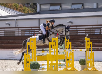 Belgian Warmblood, Mare, 11 years, 17 hh, Gray