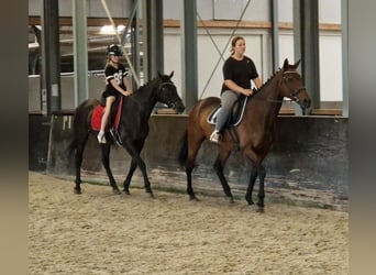 Belgian Warmblood Mix, Mare, 12 years, 15.2 hh, Black