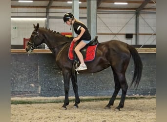 Belgian Warmblood Mix, Mare, 12 years, 15.2 hh, Black