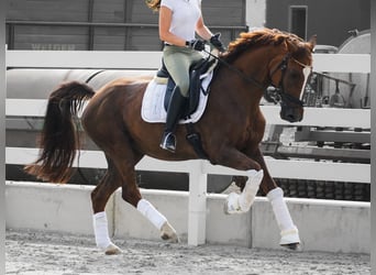 Belgian Warmblood, Mare, 12 years, 16,1 hh, Chestnut