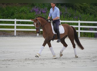 Belgian Warmblood, Mare, 12 years, 16.1 hh, Chestnut