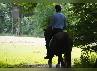 Belgian Warmblood, Mare, 12 years, 16.1 hh, Chestnut