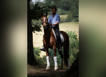 Belgian Warmblood, Mare, 12 years, 16.1 hh, Chestnut