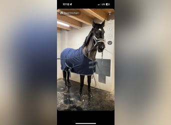 Belgian Warmblood, Mare, 12 years, 16.2 hh, Black