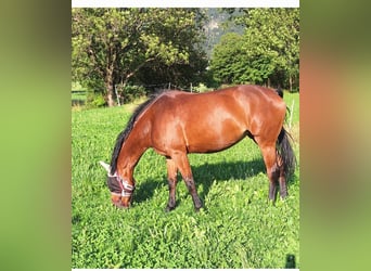 Belgisches Warmblut, Stute, 12 Jahre, 16,2 hh, Brauner