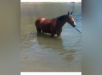 Belgisches Warmblut, Stute, 12 Jahre, 16,2 hh, Brauner