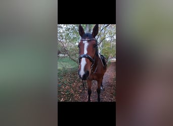 Belgisches Warmblut, Stute, 12 Jahre, 16,2 hh, Brauner