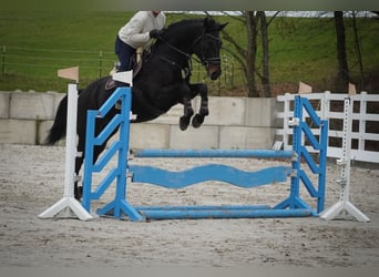 Belgian Warmblood, Mare, 12 years, 16.2 hh, Smoky-Black