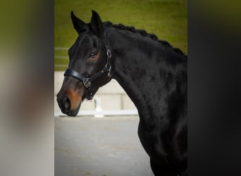 Belgian Warmblood, Mare, 12 years, 16.2 hh, Smoky-Black