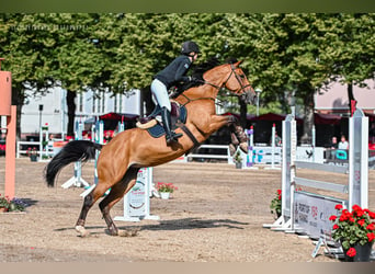 Belgisches Warmblut, Stute, 12 Jahre, 16 hh, Rotbrauner