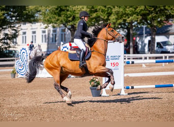 Belgisches Warmblut, Stute, 12 Jahre, 16 hh, Rotbrauner