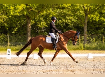 Belgian Warmblood, Mare, 12 years, 16 hh, Chestnut-Red