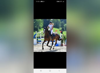Belgian Warmblood, Mare, 12 years, 16,1 hh, Bay-Dark