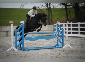 Belgian Warmblood, Mare, 12 years, 16,2 hh, Smoky-Black