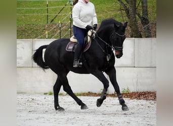 Belgian Warmblood, Mare, 12 years, 16,2 hh, Smoky-Black