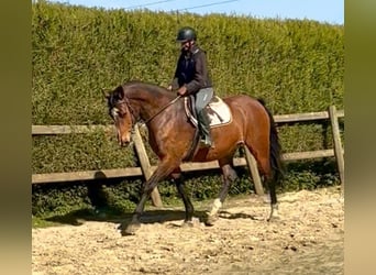 Belgian Warmblood, Mare, 12 years, 17 hh, Brown