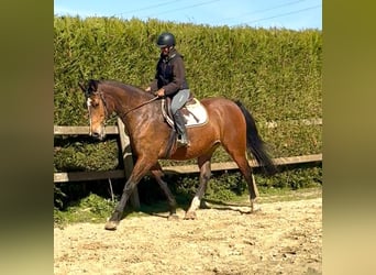 Belgian Warmblood, Mare, 12 years, 17 hh, Brown