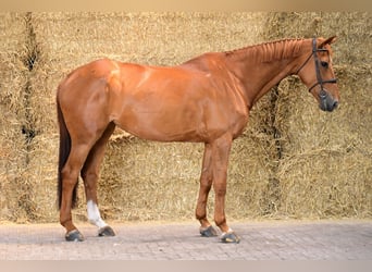 Belgian Warmblood, Mare, 12 years, 17 hh, Chestnut