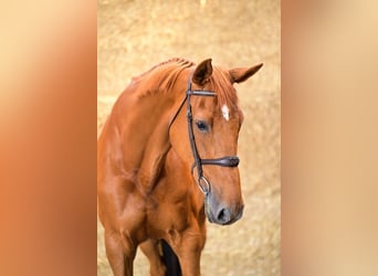 Belgian Warmblood, Mare, 12 years, 17 hh, Chestnut