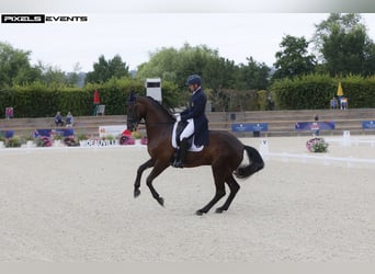 Belgian Warmblood, Mare, 12 years, 17 hh, Smoky-Black