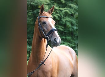 Belgian Warmblood, Mare, 13 years, 15.3 hh, Chestnut-Red